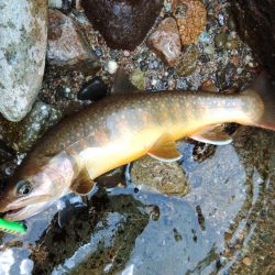 渇水→濁流 ～九頭竜川水系～
